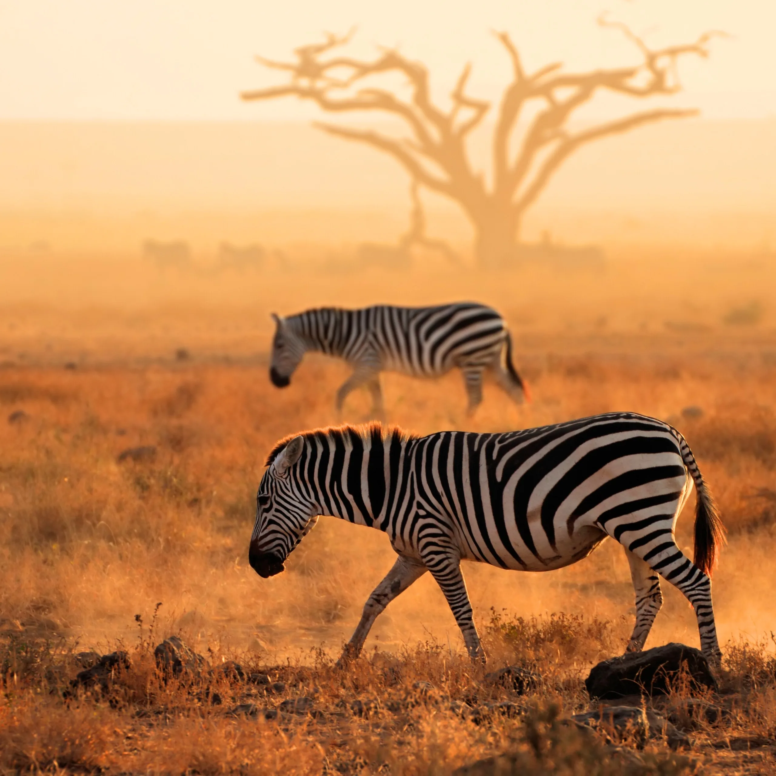 Kenya travel destination